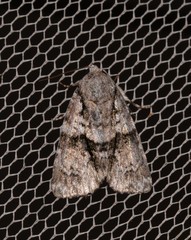 Cycloprora nodyna