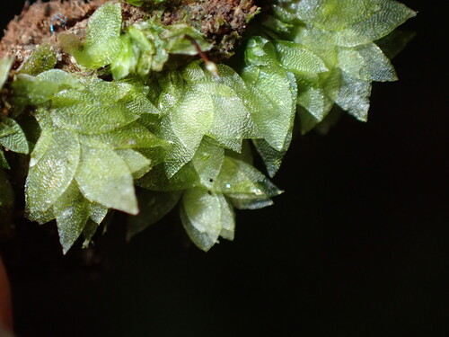 Sharpleaf Hookeria Moss (Hookeria acutifolia)