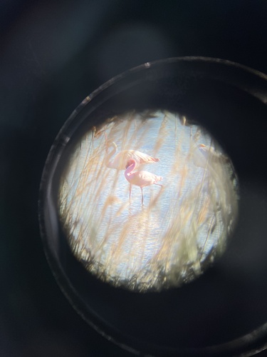 iNaturalist: (c) enolita, some rights reserved (CC BY-NC) iNaturalist image