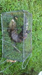 Tiliqua gigas evanescens