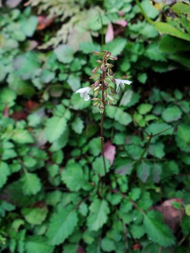 Image of Salvia hayatae by (c) 呂一起(Lu i-chi), some rights reserved (CC BY)