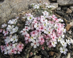 Androsace dasyphylla