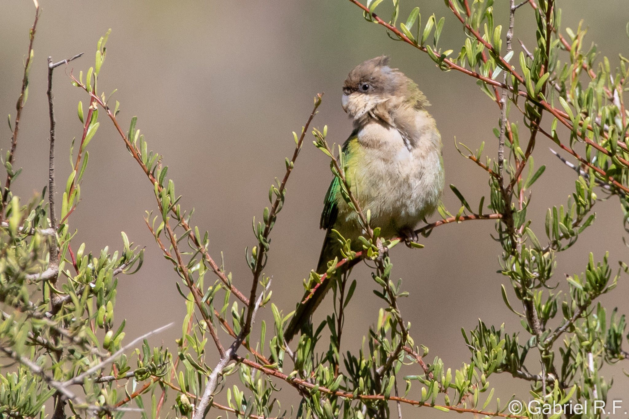 Grey-hooded Parakeet (Psilopsiagon aymara), photo 2