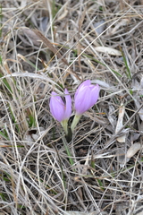 Colchicum bulbocodium versicolor