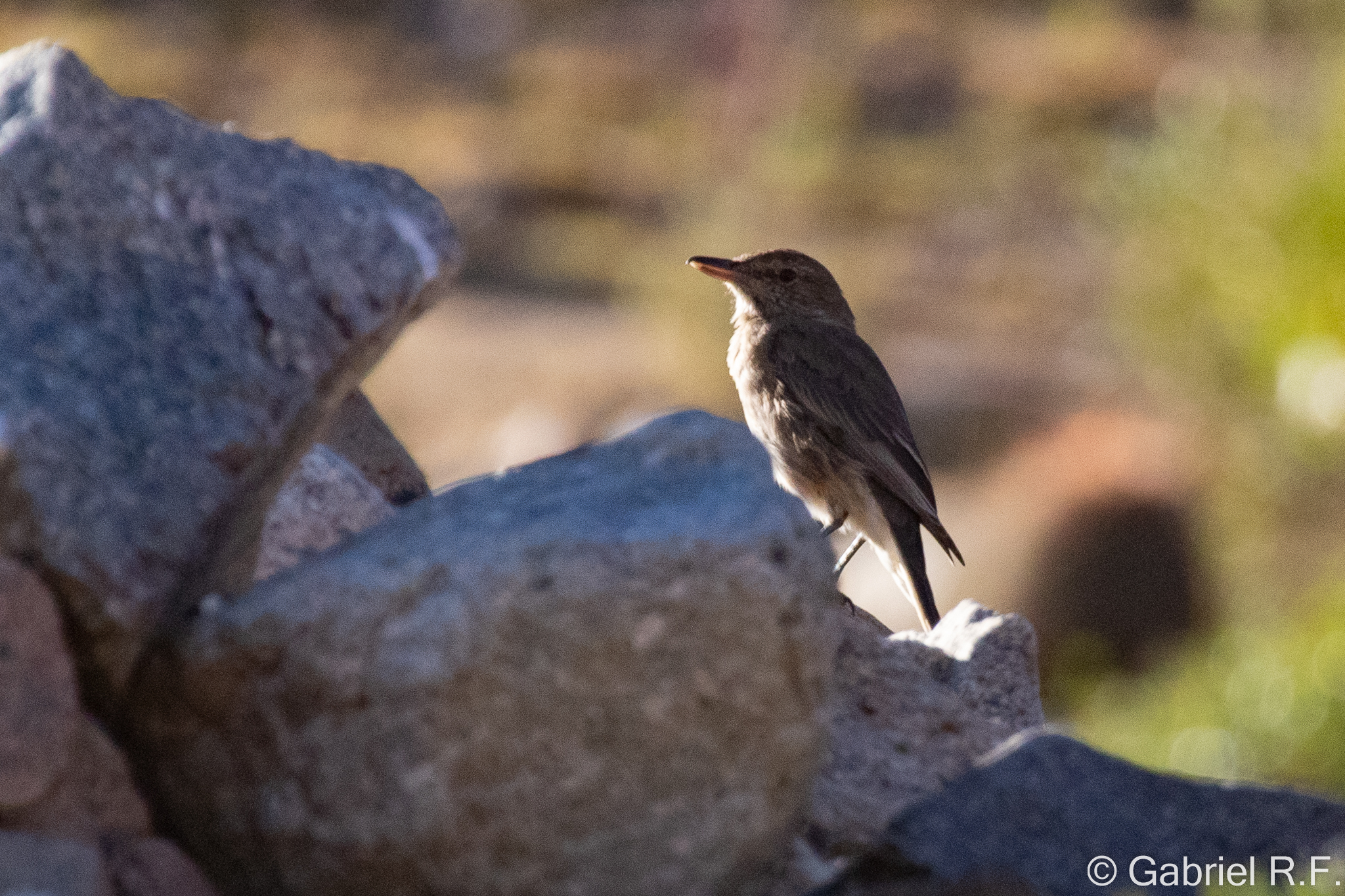 Grey-bellied Shrike-Tyrant (Agriornis micropterus), photo 3