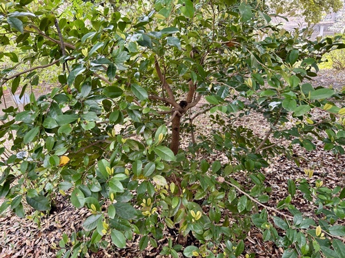 Distylium racemosum observed 2026-03-28