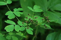 Thalictrum sachalinense