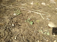 Corydalis glaucescens