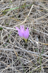 Colchicum bulbocodium versicolor
