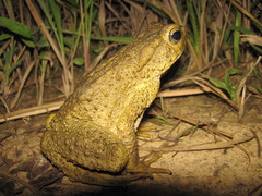 Phrynoidis juxtasper