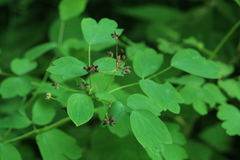 Thalictrum sachalinense