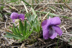 Viola dissecta
