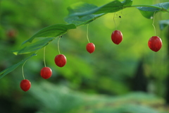 Streptopus amplexifolius