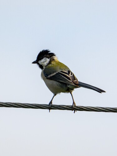 Asian Tit