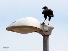 Buteogallus