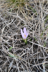Colchicum bulbocodium versicolor
