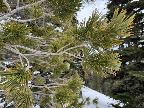 Whitebark Pine (Pinus albicaulis)