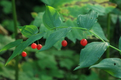 Streptopus amplexifolius