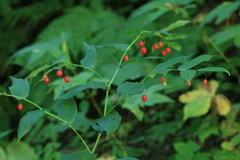 Streptopus amplexifolius