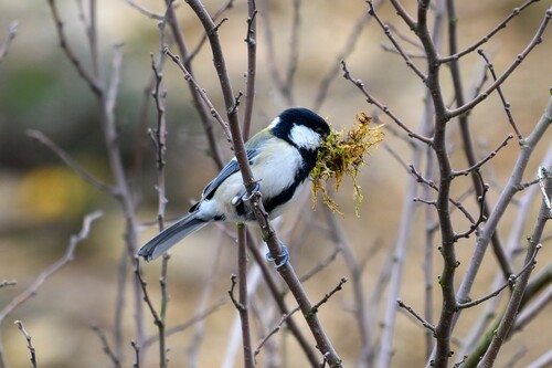 Asian Tit