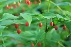 Streptopus amplexifolius