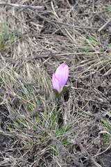 Colchicum bulbocodium versicolor