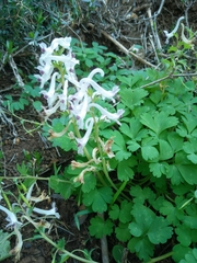 Corydalis triternata