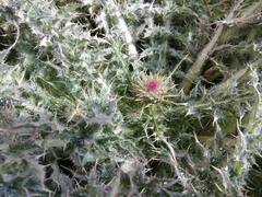 Cirsium