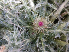 Cirsium