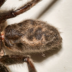 Segestria florentina