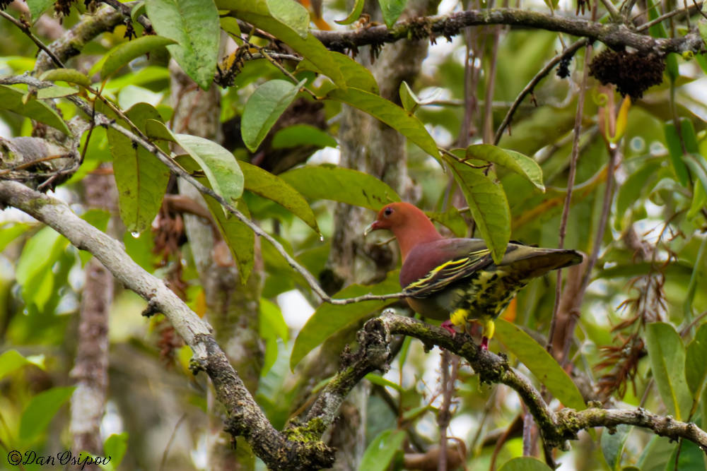 Cinnamon-headed Green Pigeon (Treron fulvicollis), photo 8