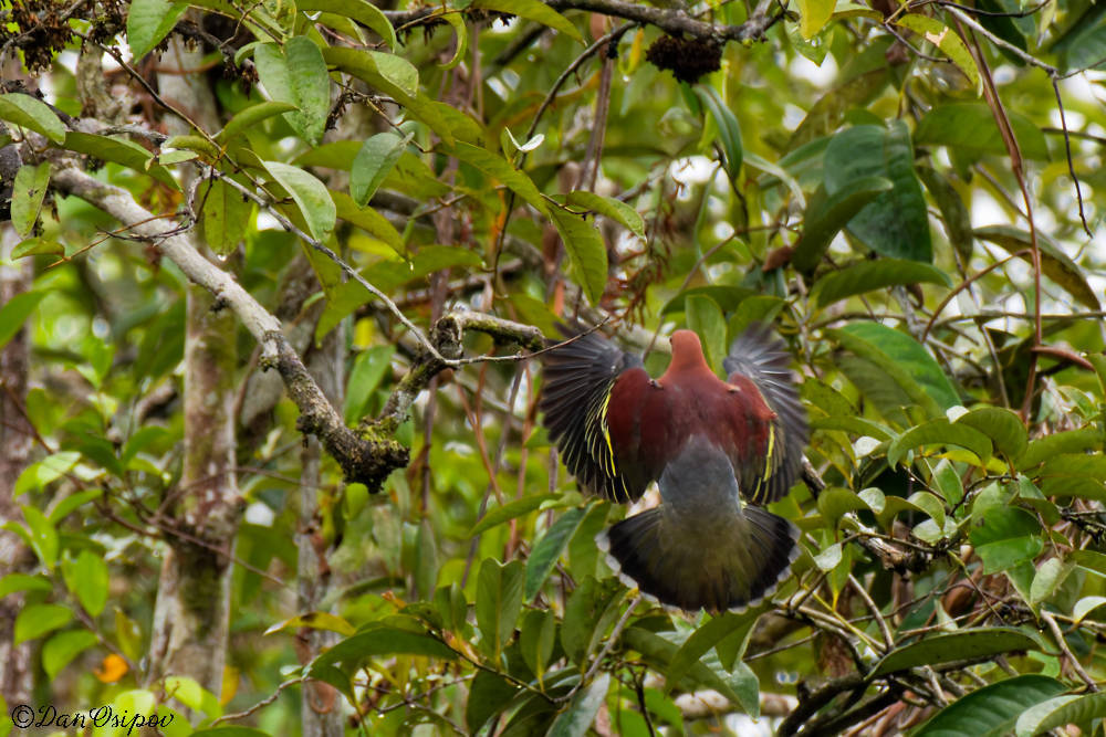 Cinnamon-headed Green Pigeon (Treron fulvicollis), photo 9