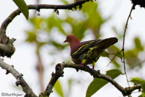 Cinnamon-headed Green Pigeon (Treron fulvicollis), photo 3