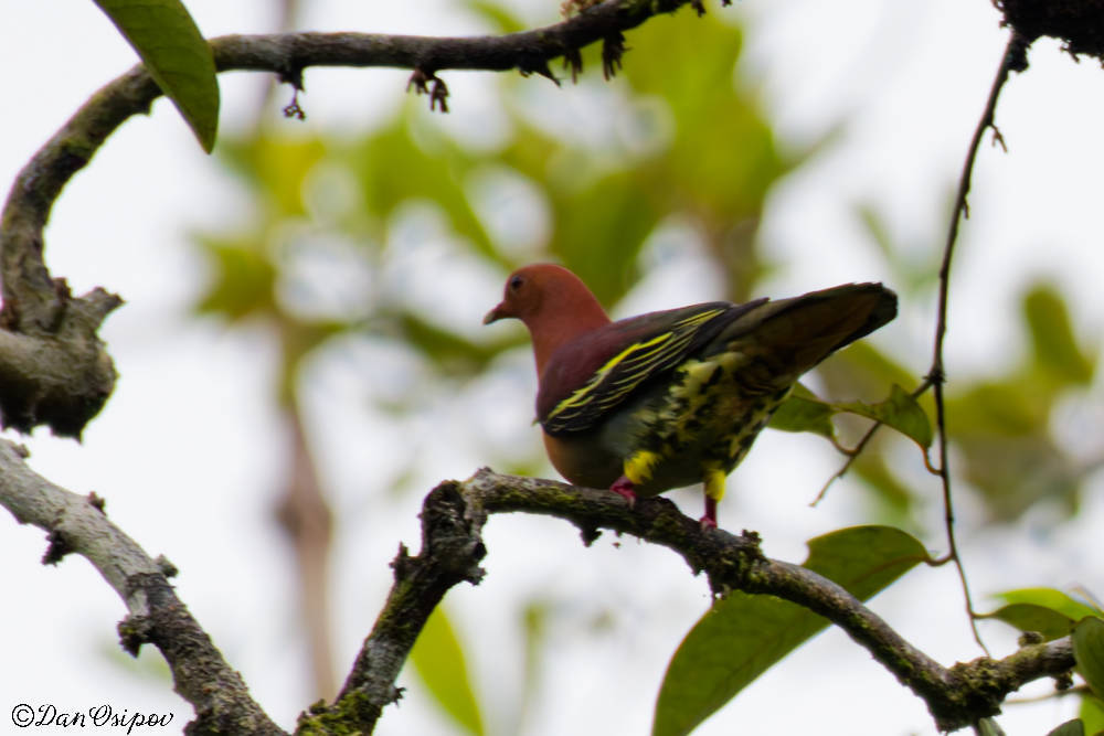 Cinnamon-headed Green Pigeon (Treron fulvicollis), photo 7