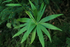 Lilium debile