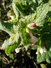 Symphytum brachycalyx