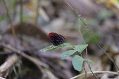 Paralaxita damajanti