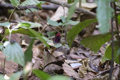 Paralaxita damajanti