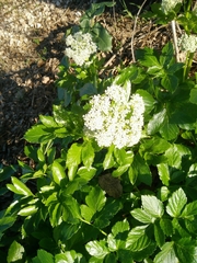Lecokia cretica