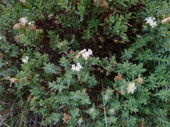 Pimelea glauca