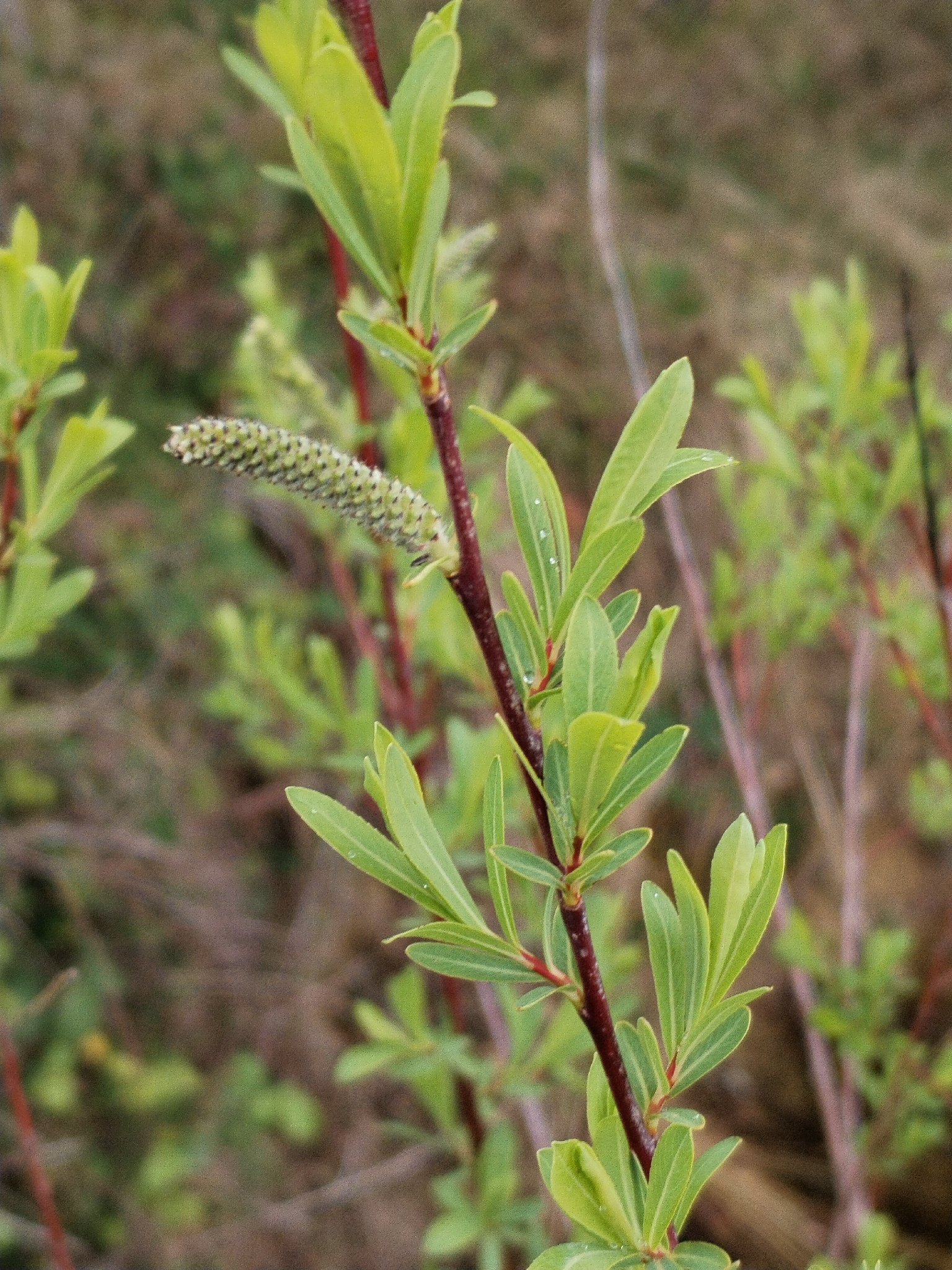 Purple Willow (Salix purpurea)