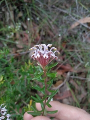Grevillea sphacelata