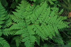 Dryopteris amurensis