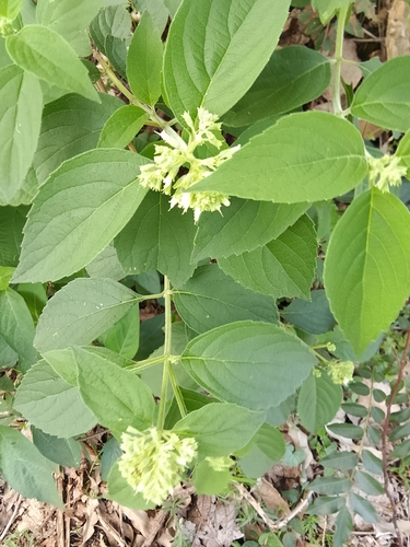 butterberry