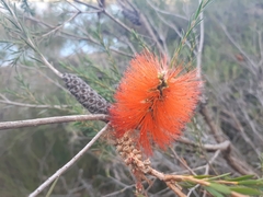 Melaleuca phoenicea