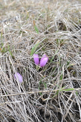Colchicum bulbocodium versicolor