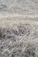 Colchicum bulbocodium versicolor