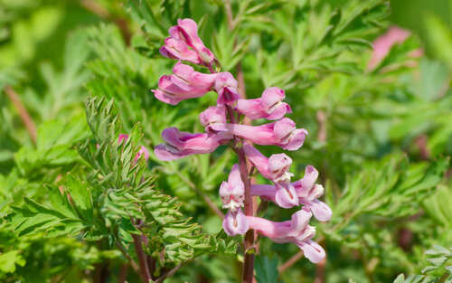 Corydalis edulis (Corydalis edulis)