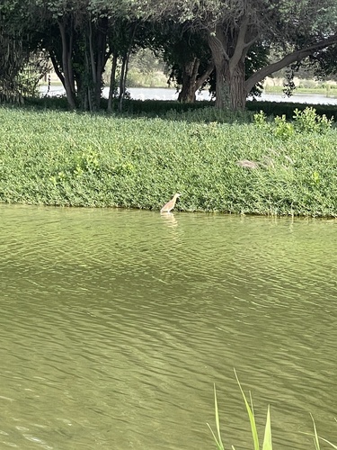 iNaturalist: (c) natinati, some rights reserved (CC BY-NC) iNaturalist image