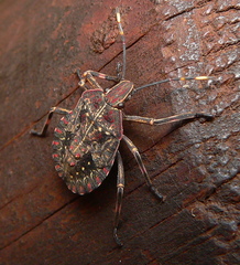 Coenomorpha